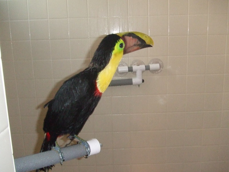 Tucán bañándose en el criadero