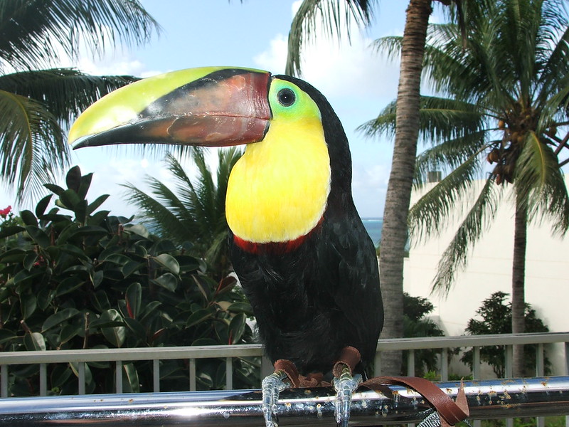 Tucán de pico quilado en entorno tropical exterior