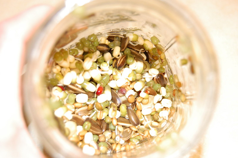 Brotes germinados: superalimento para loros