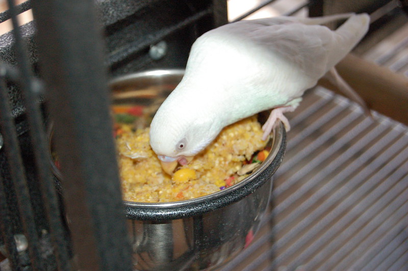 Comedero de acero inoxidable para loros