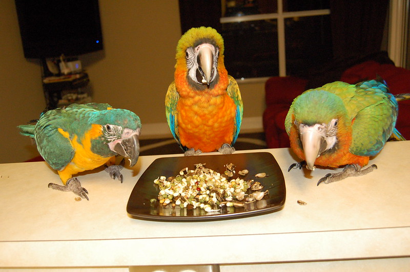 Comida pienso para loros