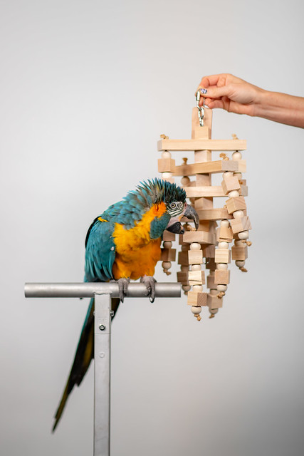 Brinquedos grandes e robustos para araras