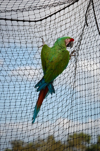 Guacamayo escarlata criado a mano en paraisodeaves