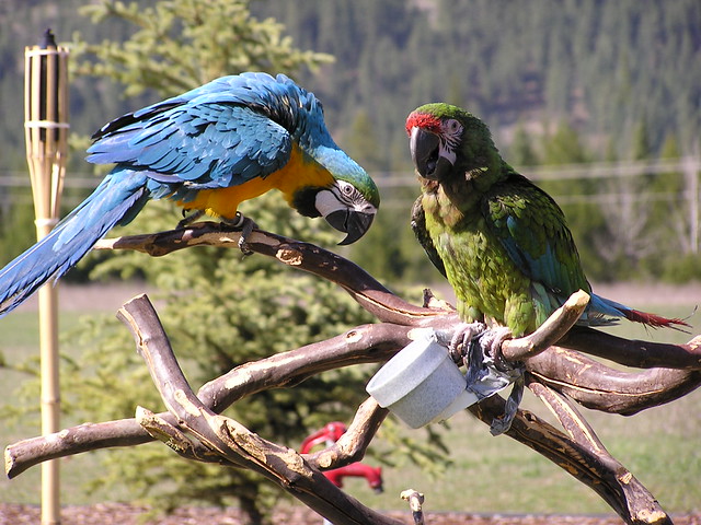 Guacamayo azul-amarillo y guacamayo verde en percha natural