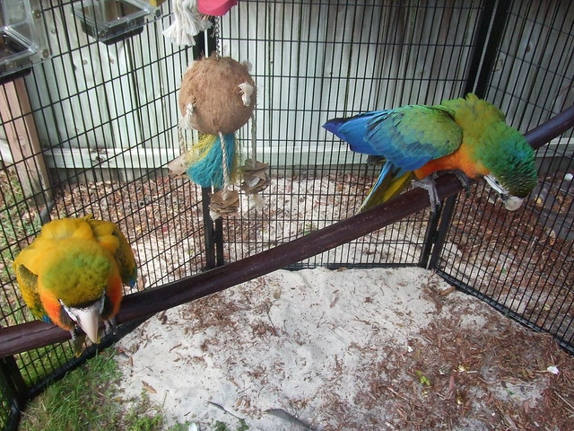 Loros en zona de enriquecimiento ambiental