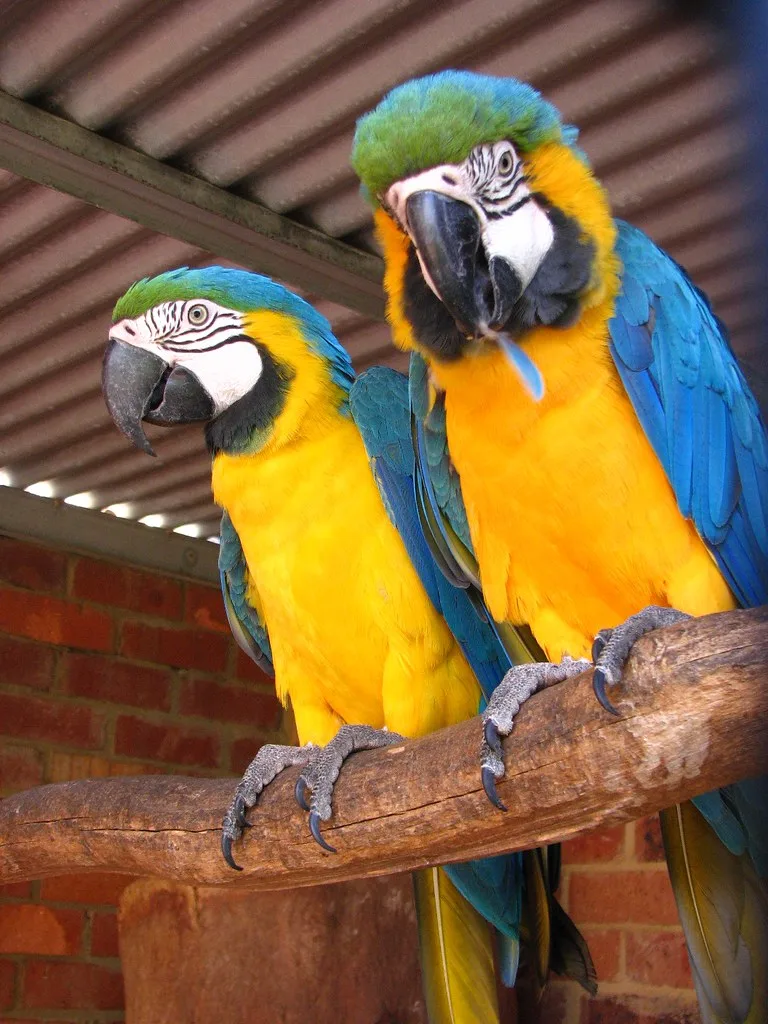Guacamayo azul amarillo en venta España