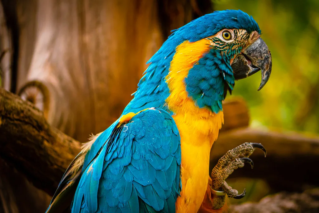 Ara bleu et jaune plumage turquoise envergure 90 cm
