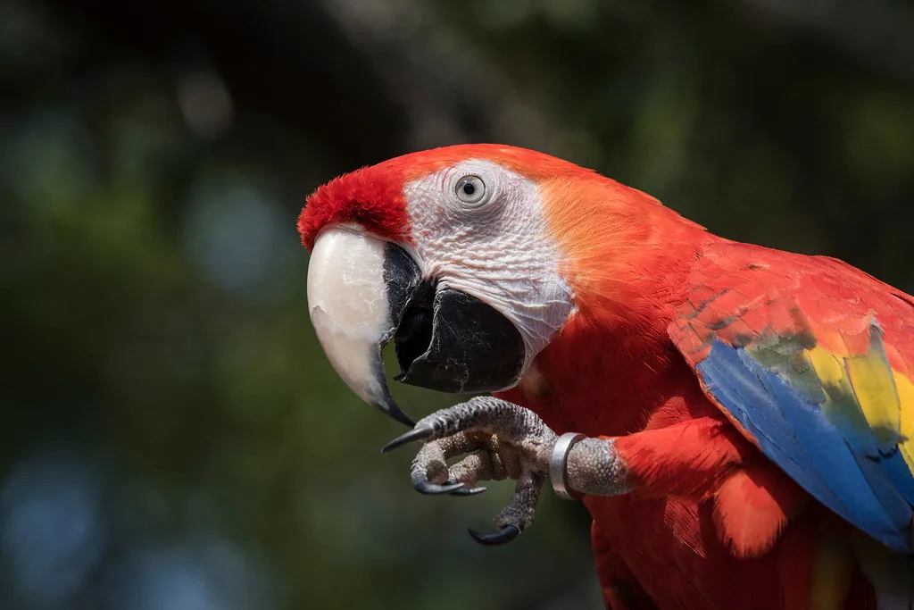 Green-wing Macaw red plumage detail