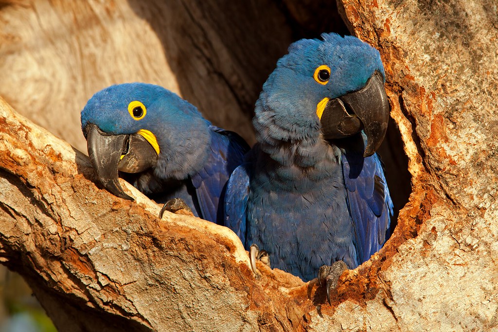 guacamayo jacinto en venta España el loro más grande