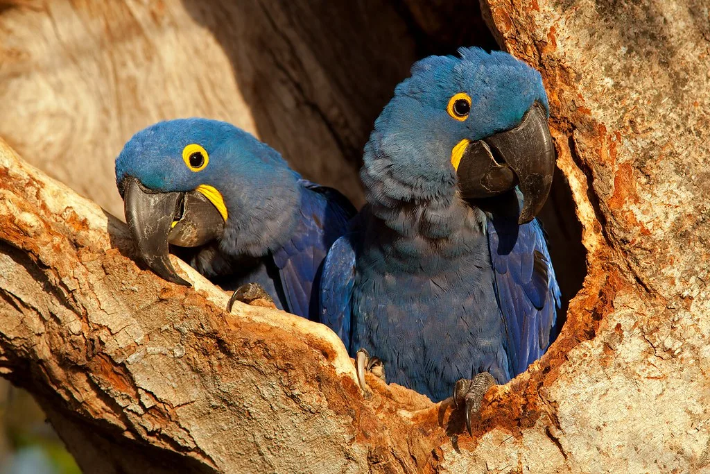 Guacamayo Jacinto en venta España — el loro más grande del mundo, criado con CITES