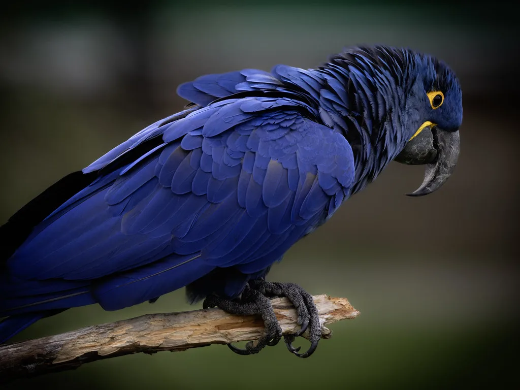 Hyacinth Macaw Anodorhynchus hyacinthinus beak detail