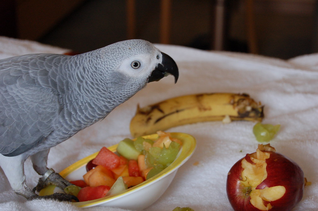 Loro gris africano Yaco comiendo ensalada de frutas frescas — dieta natural equilibrada