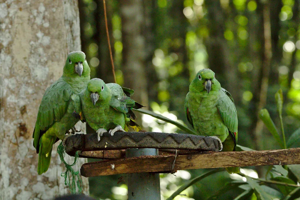 Verde foto 3