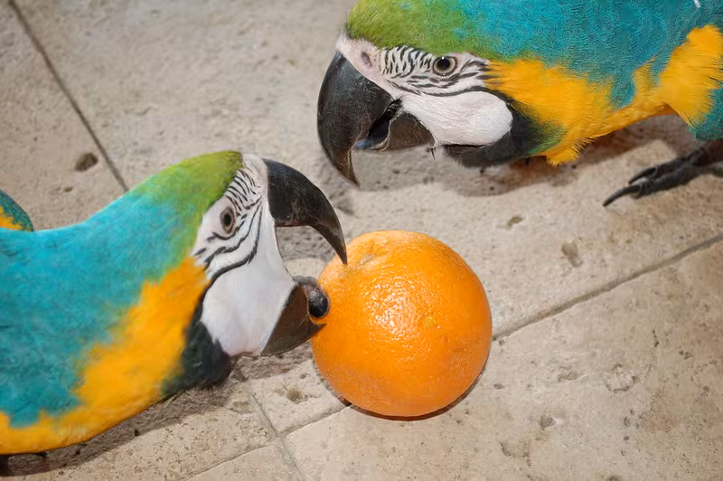 Macaws
