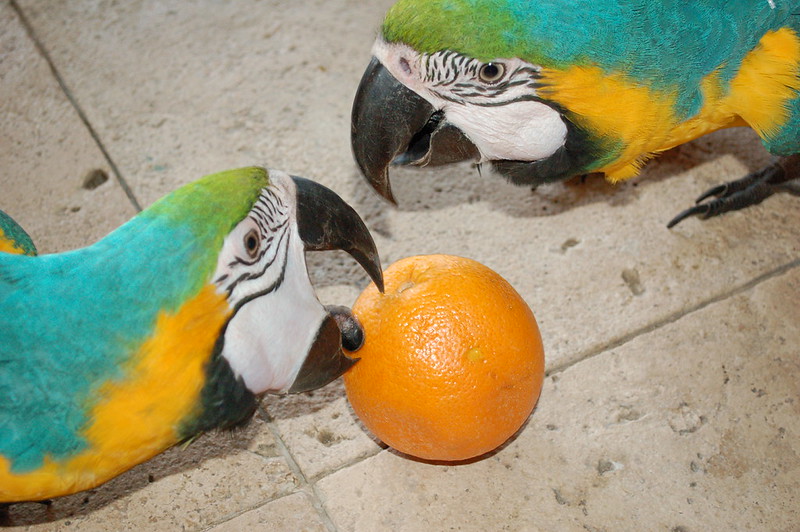 Dos guacamayos azul y amarillo comiendo una naranja — dieta de frutas frescas