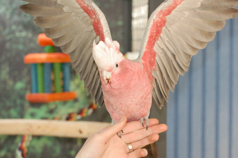 Cacatúa Galah rosa en mano humana con alas extendidas criada a mano