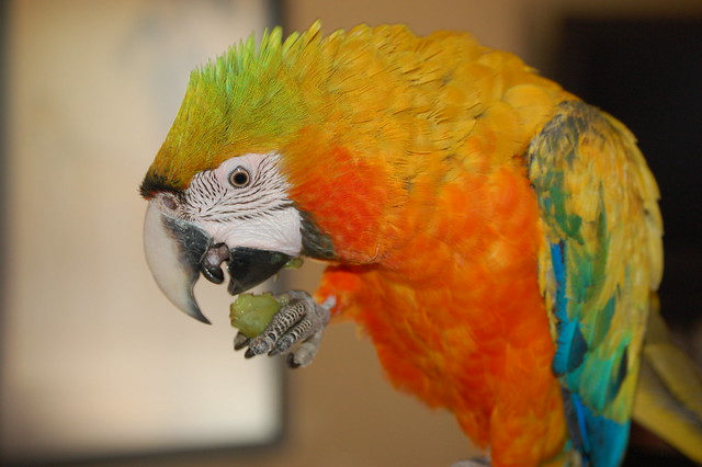 Guacamayo naranja-verde comiendo una uva de cerca — frutas seguras en la dieta de loros
