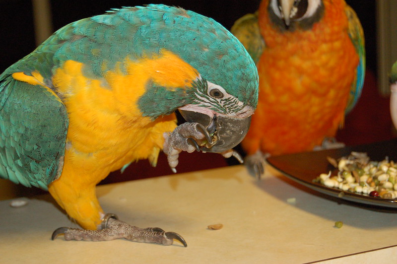 Guacamayo usando el pie para comer semillas — comportamiento natural e inteligencia