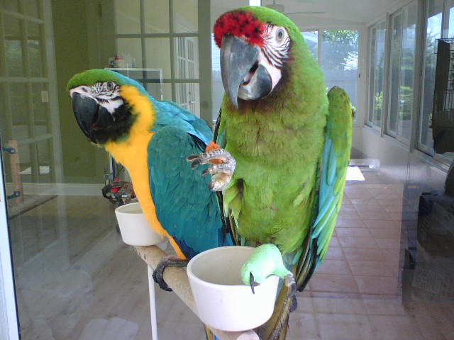 Socialised parrots Paraíso de Aves aviary