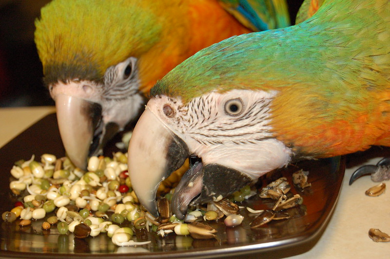 Guacamayos comiendo mezcla de semillas y brotes germinados — alimentación natural premium