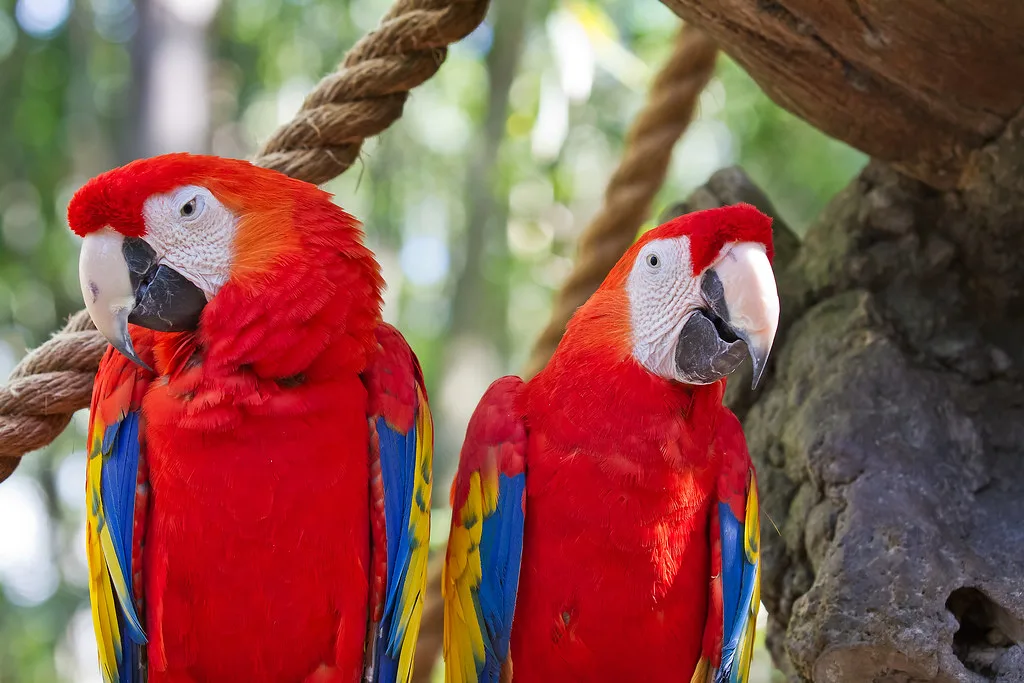 Guacamayo escarlata — plumaje rojo espectacular criado con CITES en España