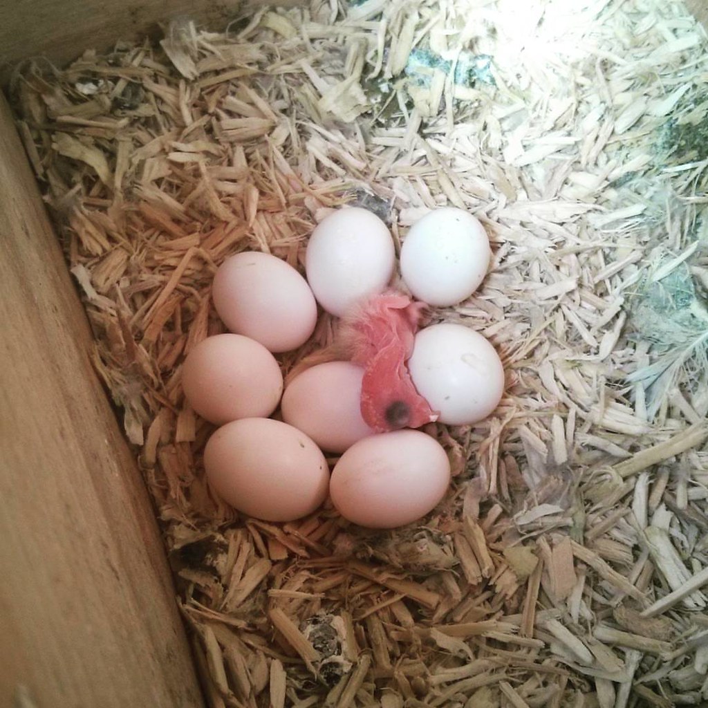 Huevos de loro fértiles – incubación