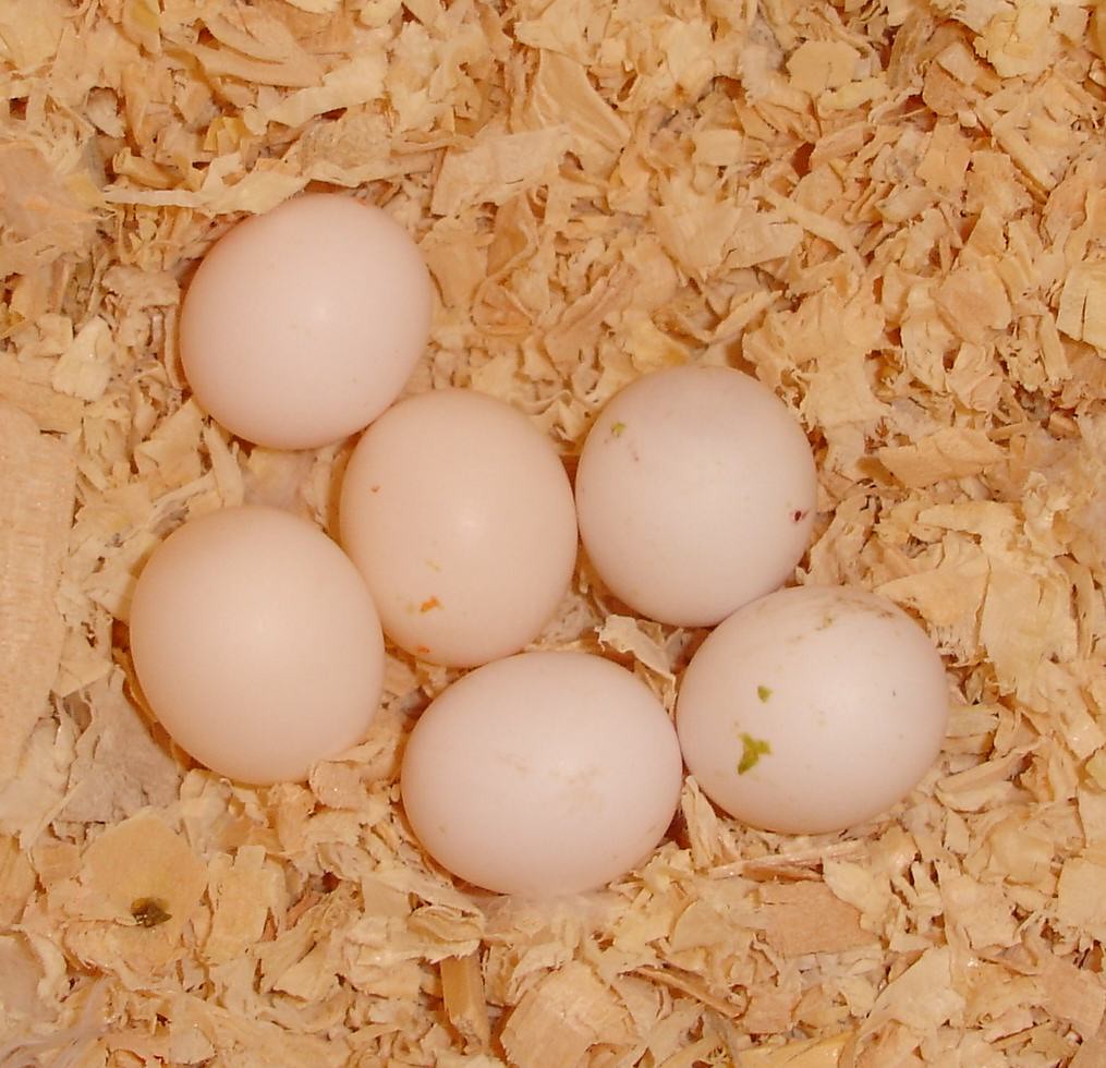 Huevos de loro fértiles – selección