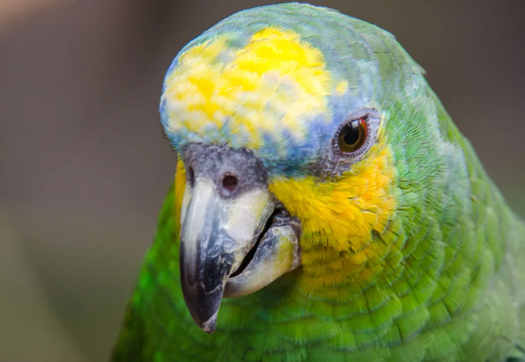 Amazona alianaranjada en venta España criadero paraisodeaves