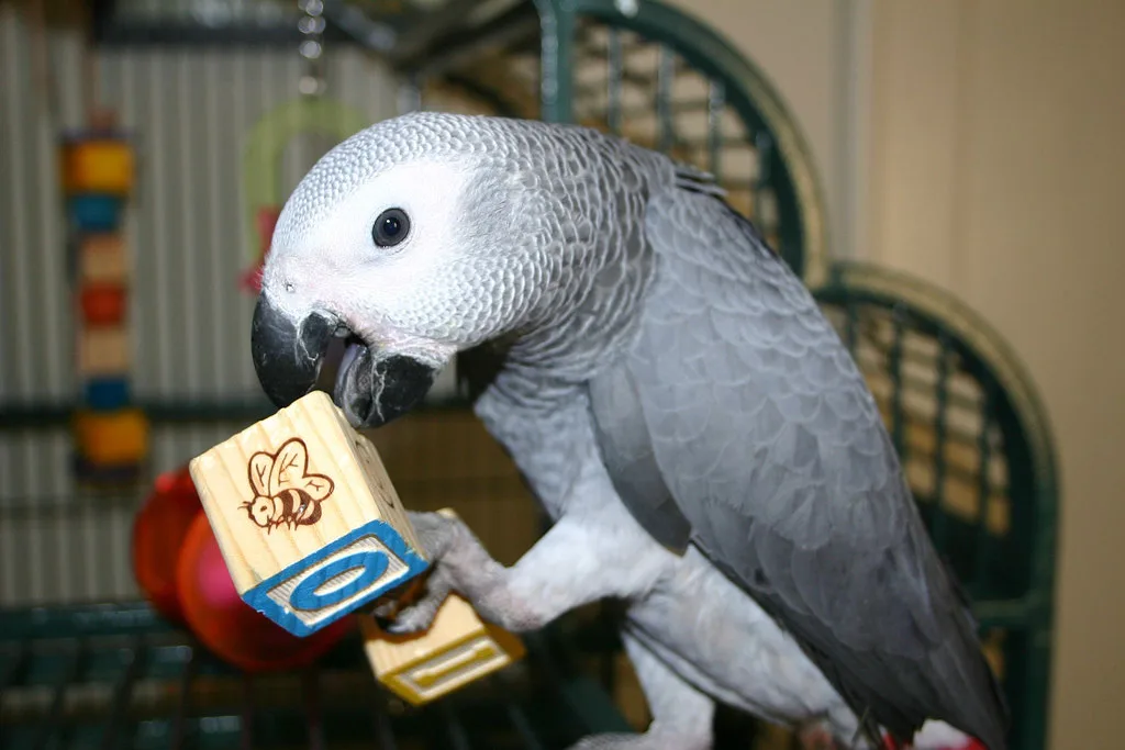 Loro gris africano yaco en venta España