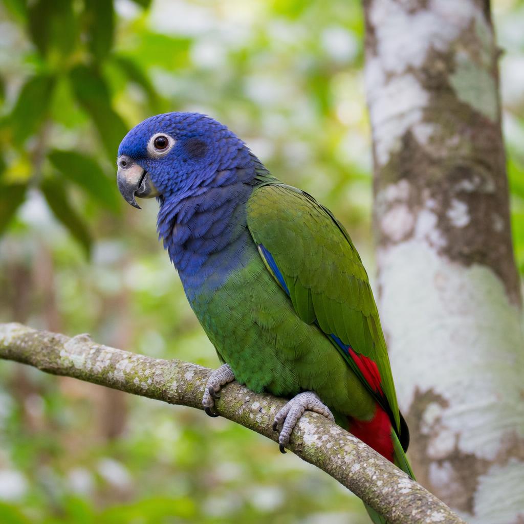 Loro Pionus (Pionus menstruus) – cabeza azul cobalto y cuerpo verde