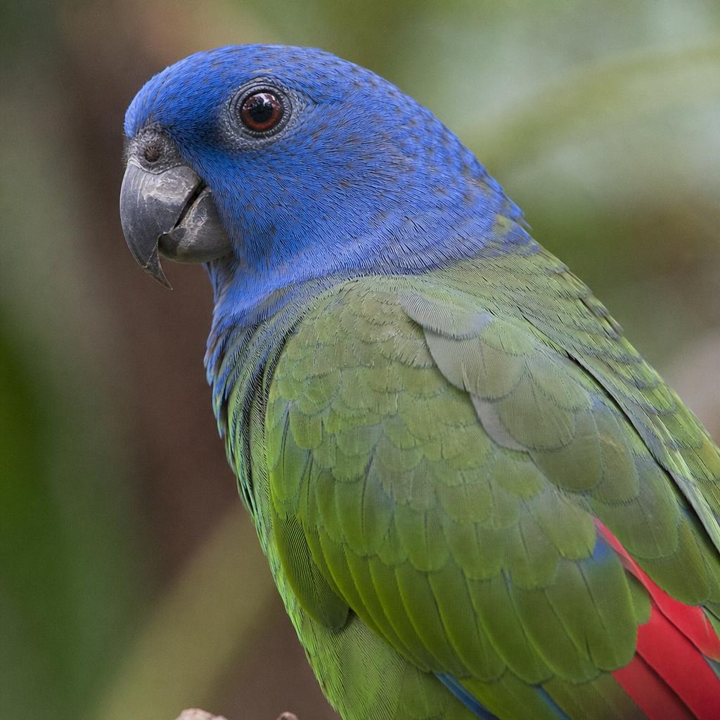 Loro Pionus – retrato de cerca