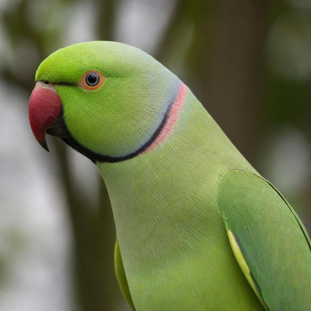 Periquito de Collar Indio – plumaje verde brillante