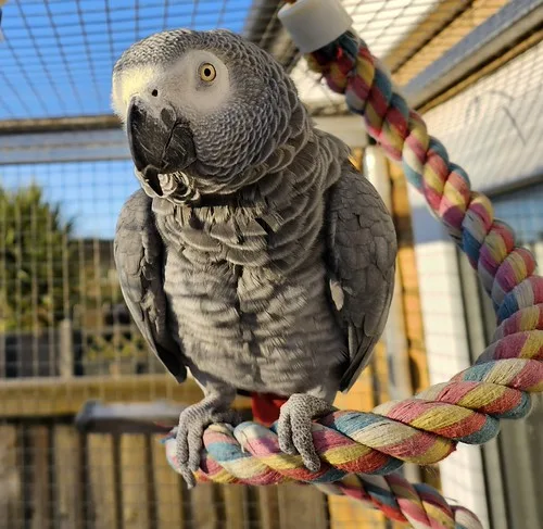 Shinda el tucán de pico quilla nacido en el criadero Paraíso de Aves